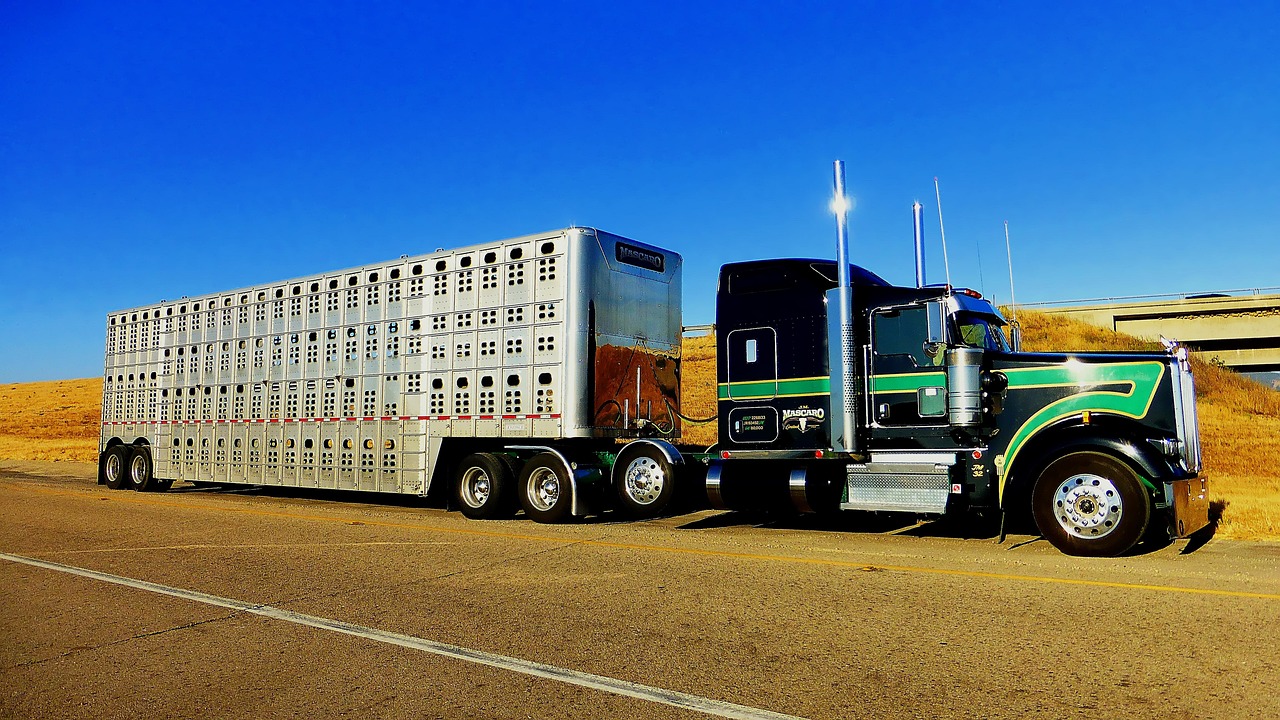 Transporte de Cargas Vivas (TCV)